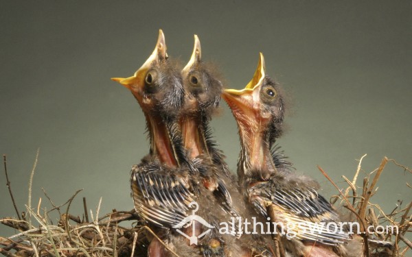 Baby Bird Pre-chewed Foods...